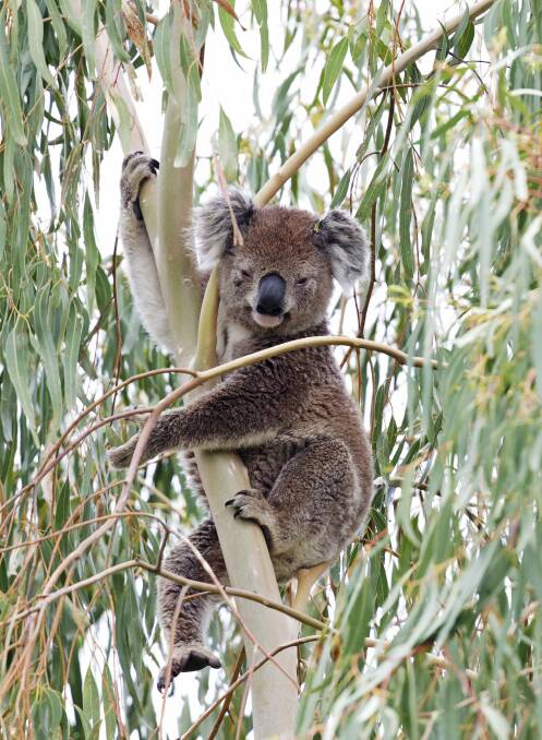 Koala, phascolarctos cinereus. Photo: Julian Robinson