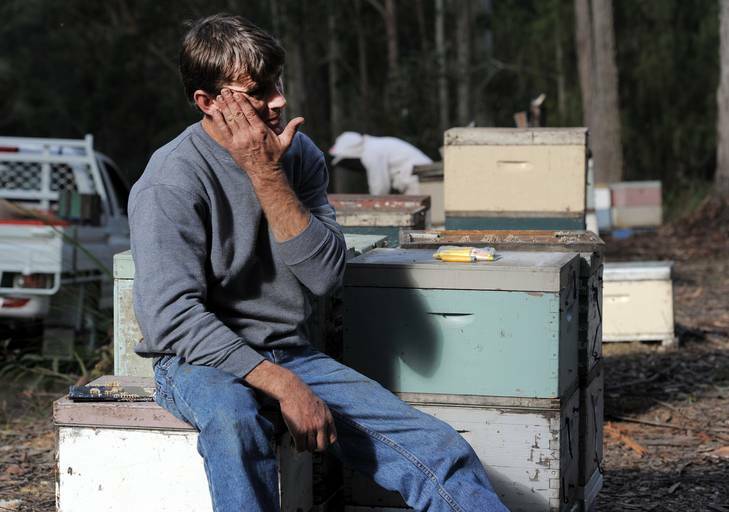 Beekeepers on the NSW south coast lost about 750 hives after bees were poisoned. Owner of Australian Rainforest Honey, Steve Roberts, lost about 230 hives, south of Pebbly Beach. Photo: Graham Tidy