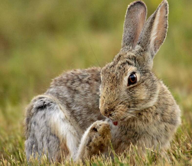 Rabbits control helps native plant regeneration. Photo: Hayley Odgers
