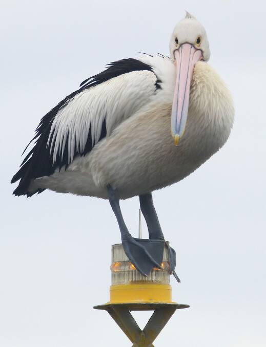 The clever pelican has adapted to the modern world. Photo: Geoffrey Dabb