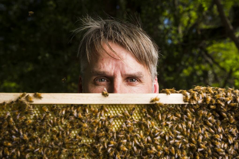 Eric Davies is a Canberra apiarist who collects swarms of bees from people's homes.  Photo: Dion Georgopoulos