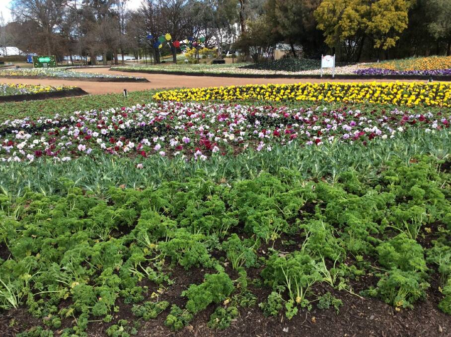 Parsley and kale make watermelon rind in the Fruit Salad garden at Floriade.  Photo: Susan Parsons