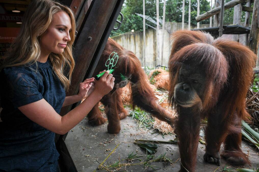 Lyndl Kean, Miss Earth Australia, at the Melbourne Zoo Orangutan enclosure.  Photo: Eddie Jim