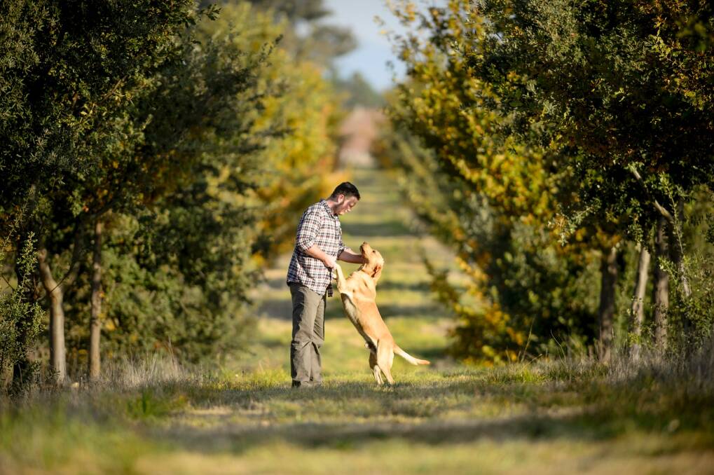 The Truffle Farm owner Jayson Mesman and his truffle dog in training Dingo.  Photo: Sitthixay Ditthavong