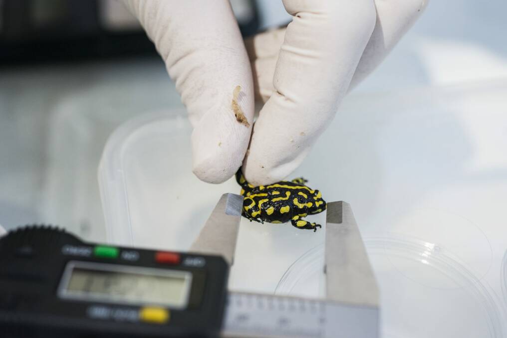Each corroboree frog is measured and weighed before being released. Photo: Rohan Thomson