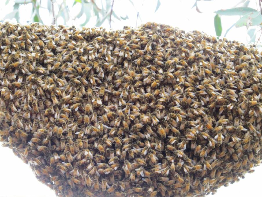 European bees swarm atop Percival Hill. Photo: Karen Longmuir