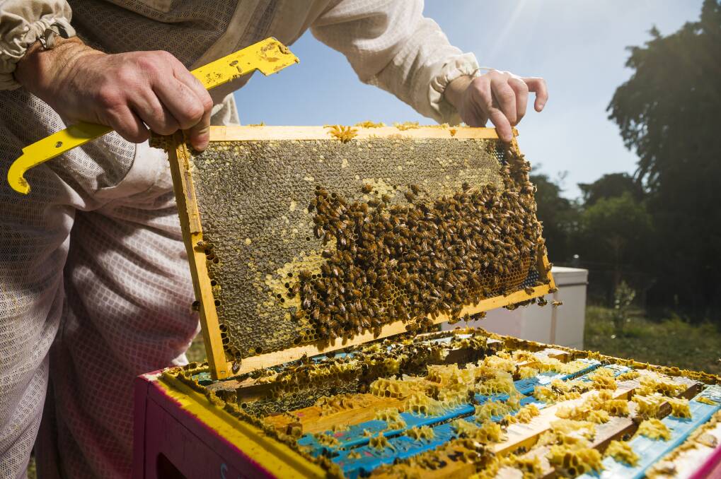 Bees are worth about $90 million a year to Australia. Photo: Dion Georgopoulos