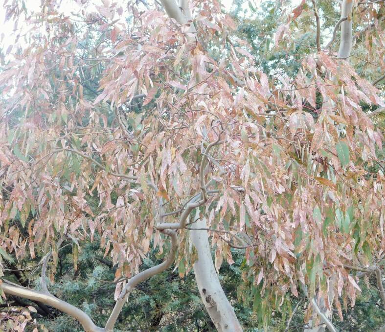 A tree affected by the die-back outbreak in Canberra. Photo: Supplied
