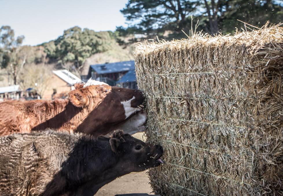 Hay stock is getting "very light" at the moment.  Photo: Karleen Minney. 