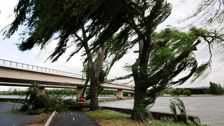 Strong winds over brought down tree branches near Lake Burkey-Griffin on Tuesday, when winds were blamed for the loss of power to 8500 homes and businesses in Canberra. Photo: Melissa Adams