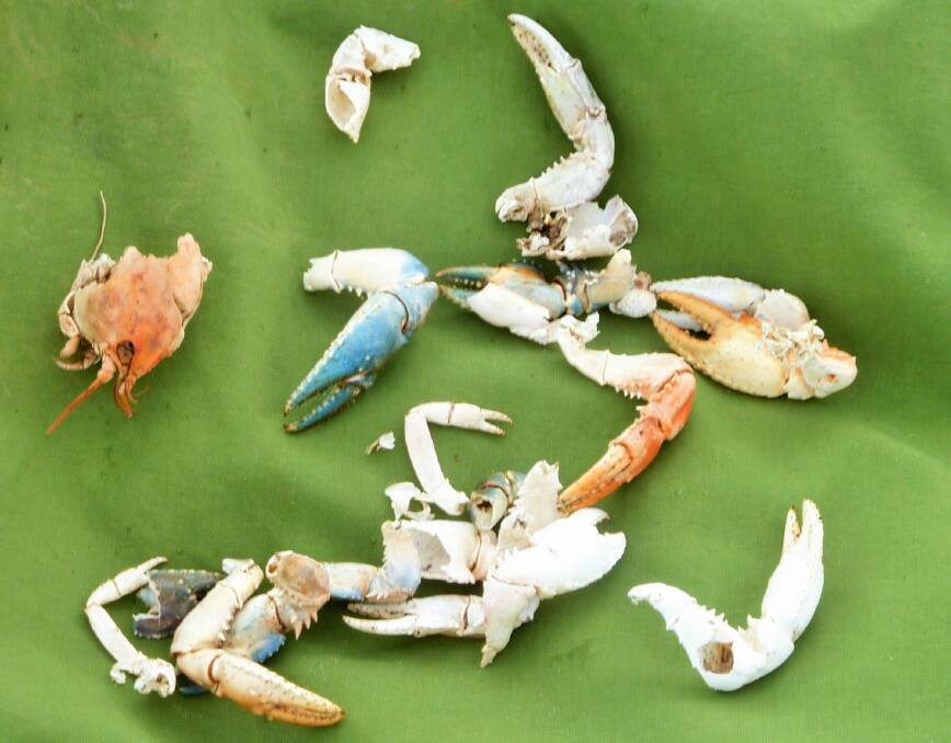 A collection for crayfish shells found during the mountain bog adventure. Photo: Tim the Yowie Man