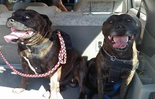 Rush (left) and Rampage (right) were found dead last Sunday after they were attacked by a hammer. Photo: Supplied
