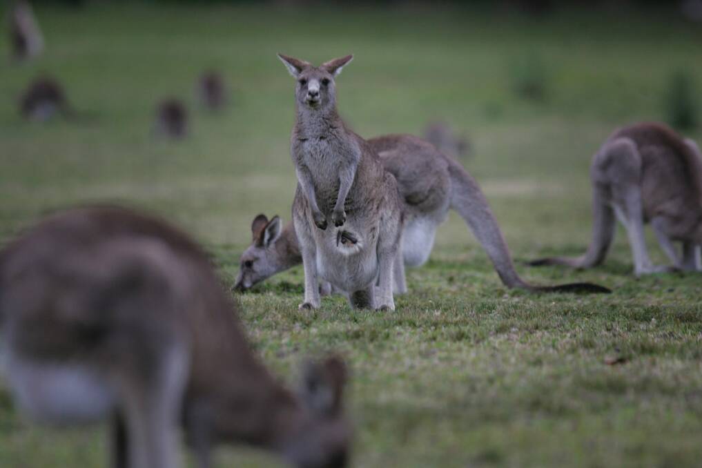 Territory and Municipal Services officials are preparing to shoot 5000 kangaroos in 2015 and 2016. Photo: Dean Osland