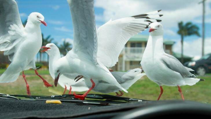 Chip inside, gulls outside. Photo: Ashleigh Croxford