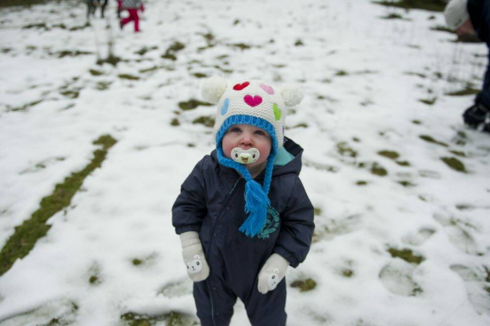 Eloise, 16 months, plays in the snow at Corin Forest. Photo: Jay Cronan