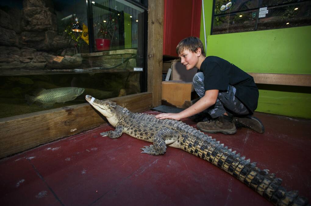 Volunteer Brian la Rance with the first salt water crocodile 'Charlie' checking out his new home at the Canberra Reptile Zoo. Photo: Elesa Kurtz