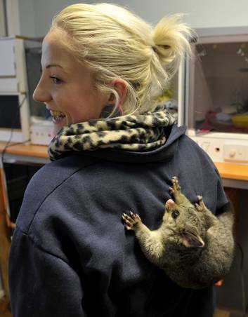 RSPCA Senior Wildlife Assistant Ash Johnston with one of her charges. Photo: Jay Cronan