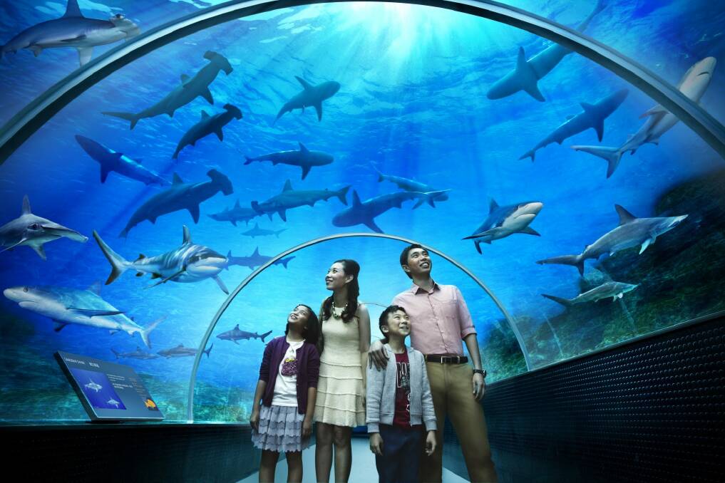 The S.E.A Aquarium on Singapore's Sentosa Island is home to more than 100,00 marine animals.