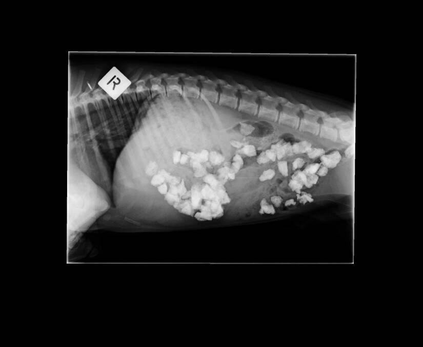 An X-ray of a Canberra border collie puppy that ate rocks. Surgery was not required but passing these was probably uncomfortable. Photo: Supplied