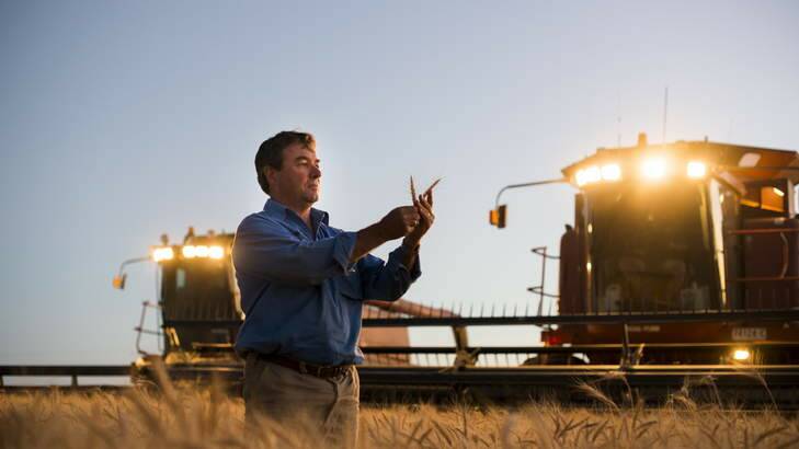 Farm owner Peter O'Connor during wheat harvest at Oxton Park near Harden. Photo: Rohan Thomson