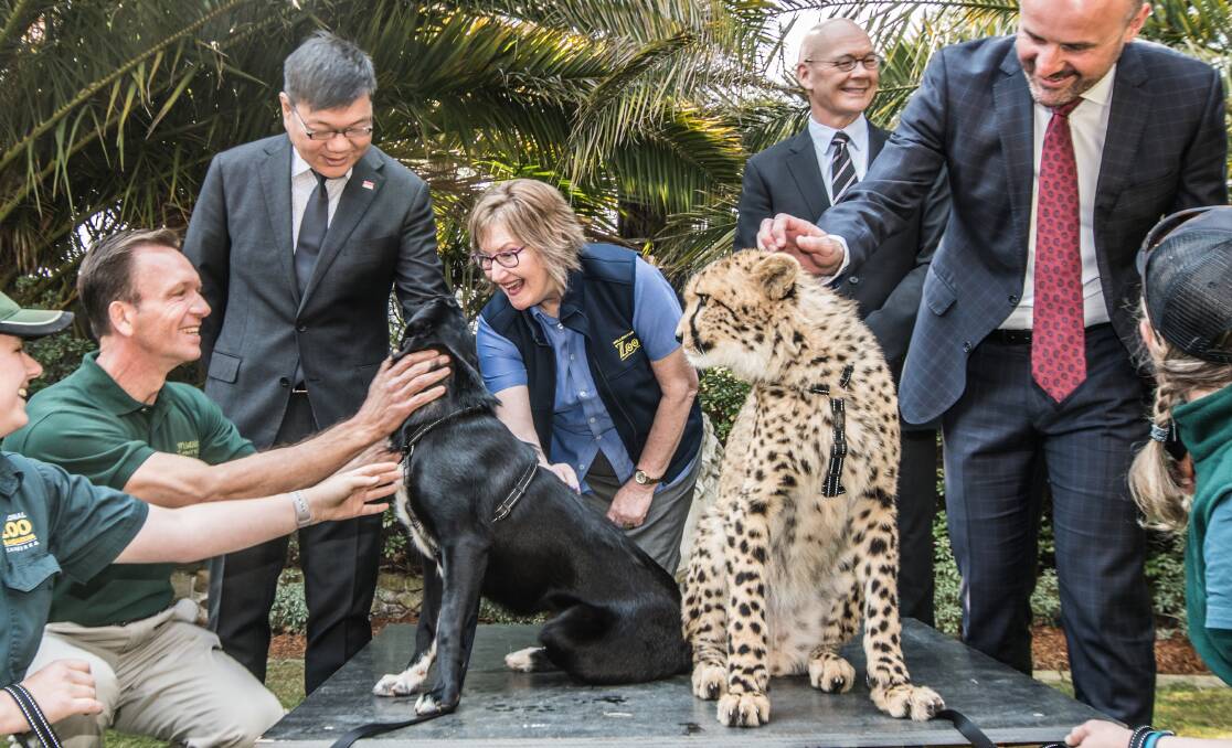 On Monday, a memorandum of understanding was signed between the National Zoo & Aquarium, Wellington Zoo and Singapore Wildlife Reserves signing in Canberra.  Photo: Karleen Minney