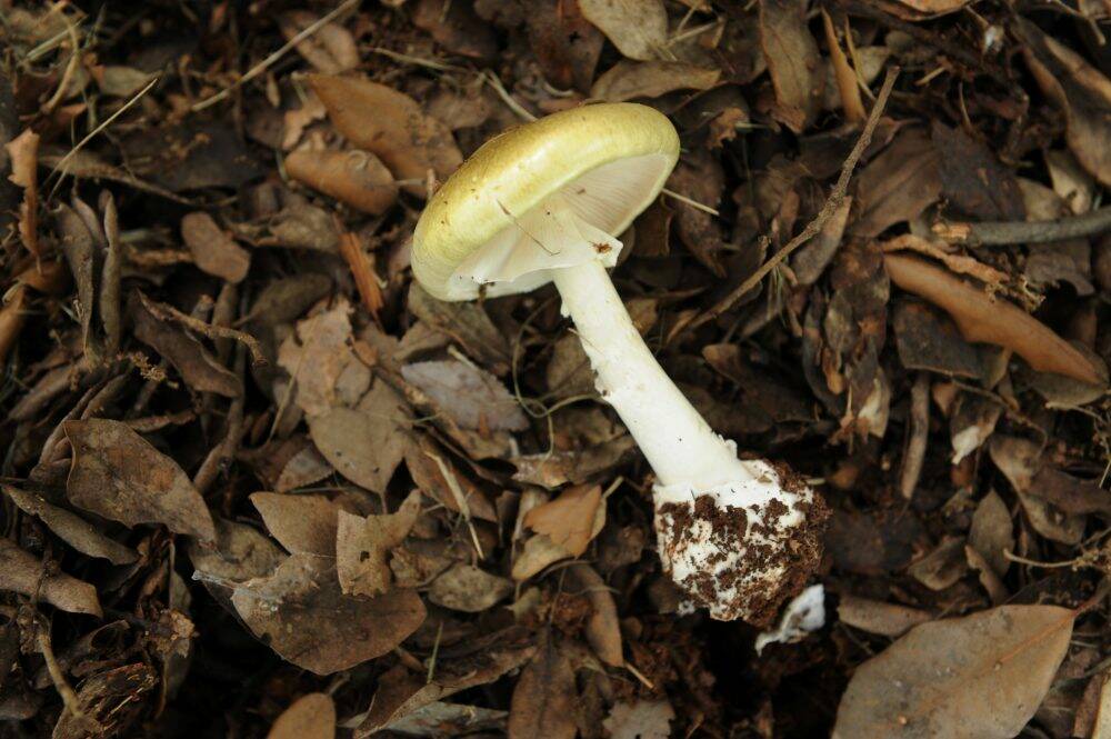 A death cap mushroom found growing under an oak tree in Bass Garden, Griffith. Photo: Marina Neil