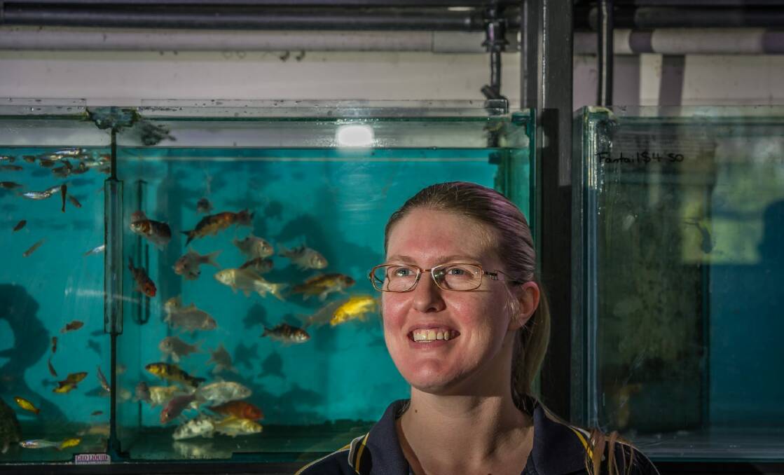 The department of primary industries has ruled out a vaccine for ornamental carp like these, so koi in backyard ponds could possibly be affected by the introduction of the herpesvirus. PIctured Melissa Gray, manager Jem Aquatics.  Photo: karleen minney