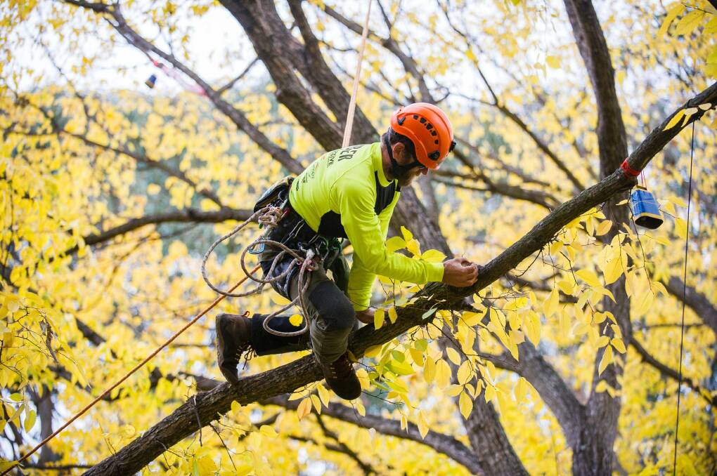 Tree climber Barton Allen-Hall takes on the championship. Photo: Dion Georgopoulos