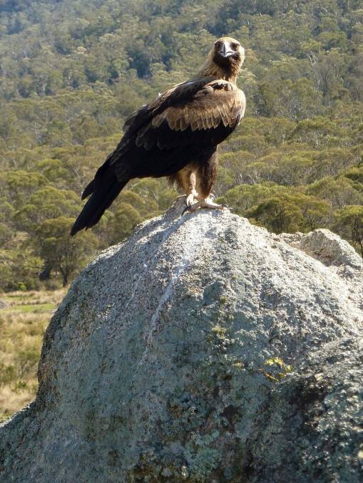 Raider of the skies: A wedge-tailed eagle at Rendezvous Creek. Photo: Graeme Barrow