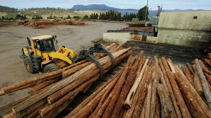 According to Tony Abbott, loggers are "the ultimate conservationists". Seriously. Photo: Steven Siewert