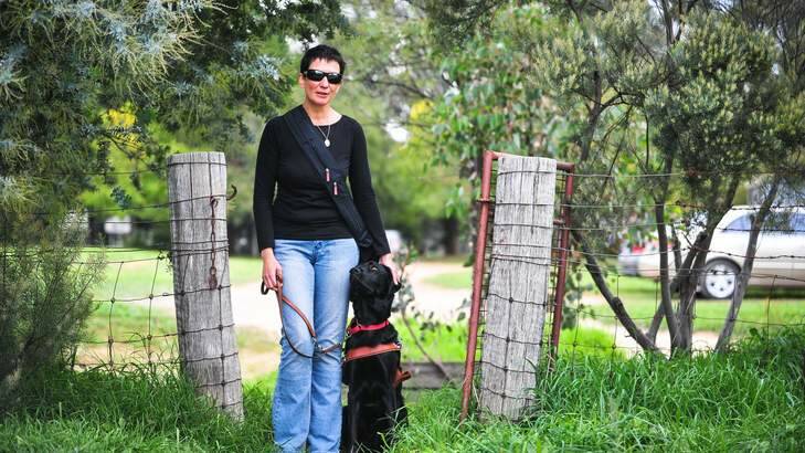Jo Weir's $30,000 trained guide-dog Wiley gets distracted by uncontrolled pet dogs. Photo: Katherine Griffiths