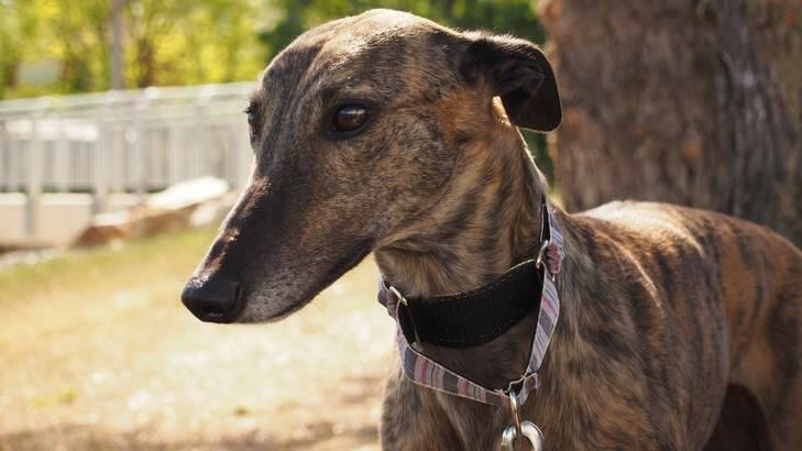 Greyhounds Rescue will have  a stall at the Hall Markets on Sunday.