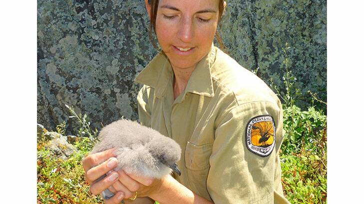 Dr Amy Harris with a Goulds Petrel. Photo: Department of Environment, NSW.
