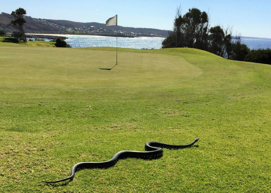 Beware pythons on the Narooma golf course. Photo: Johnny Dias