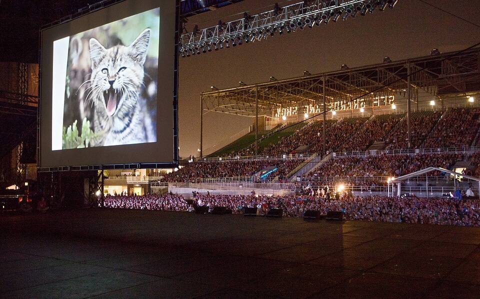 Canberra's first ever Cat Film Festival is on Friday night. Photo: Supplied