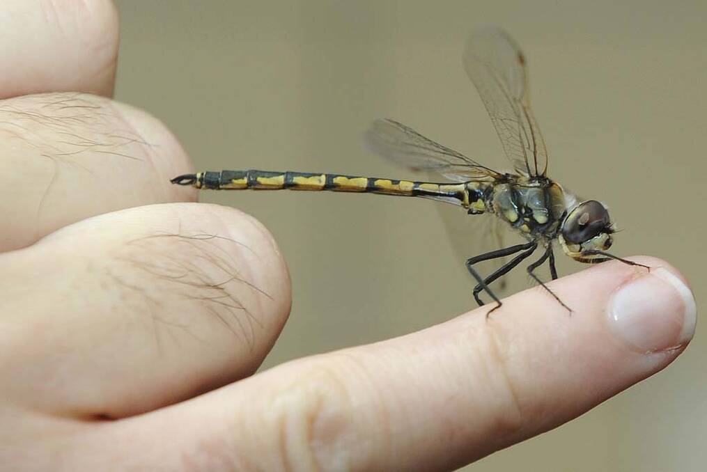 Dragonflies wings force bacteria to tear themselves a part. Photo: Craig Abraham