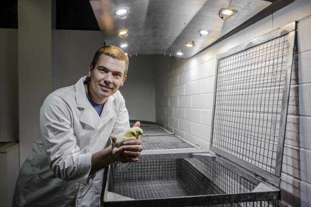 Assistant professor of visual neuroscience Regan Ashby, with two rooster chicks. Photo: Jamila Toderas