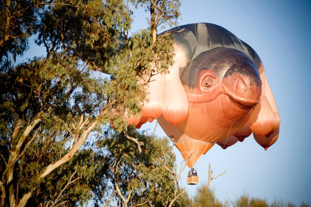 Commissioned for the Centenary of Canberra, the Skywhale is at least twice as big as a standard hot-air balloon, weighs half a tonne and used more than 3.5km of fabric.  Photo: Karleen Minney
