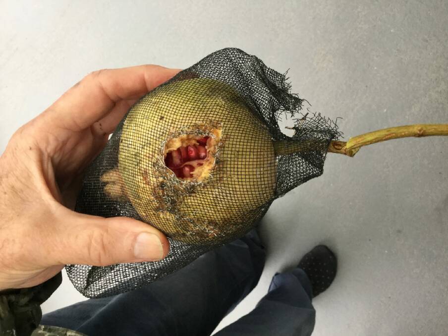 Metal netted pomegranate chewed by possum.  Photo: Supplied