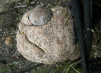 Simulacra: A prehistoric rock fish?? in the upper Cotter. Photo: Jeremy Hagan