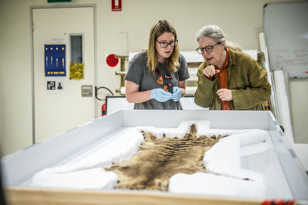 National Museum of Australia conservator Prue Castles (left) and head curator Dr Martha Sear, check out a newly acquired, rare thylacine (Tasmanian tiger) pelt. Photo: Karleen Minney.