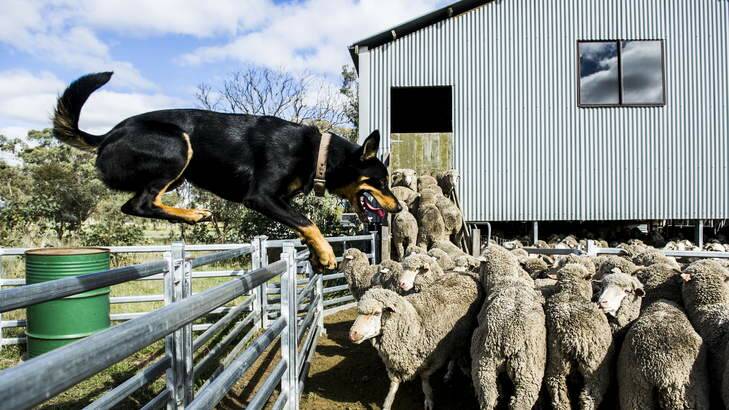 Craig Starr's kelpie, Digger, herds a mob of sheep at Gold Street Station in Hall. Photo: Rohan Thomson