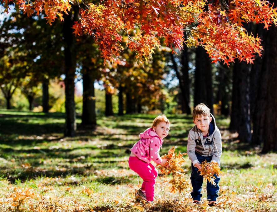 Two-year old Charlotte Edwards and her brother Lachlan, 5, of Duffy, play amongst autumn leaves on Dunrossil Drive. Photo: Jamila Toderas