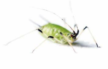 Heavy-handed: You can kill an aphid with a Kalashnikov.