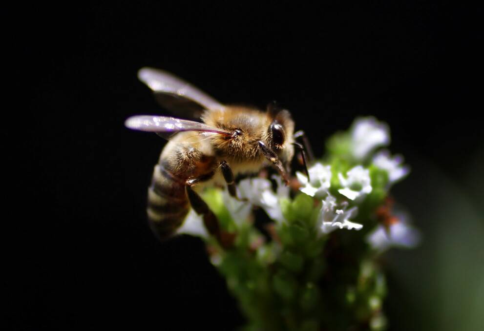 Doug Purdie wants to see more bees gathering nectar in Canberra backyards.  Photo: Angela Wylie