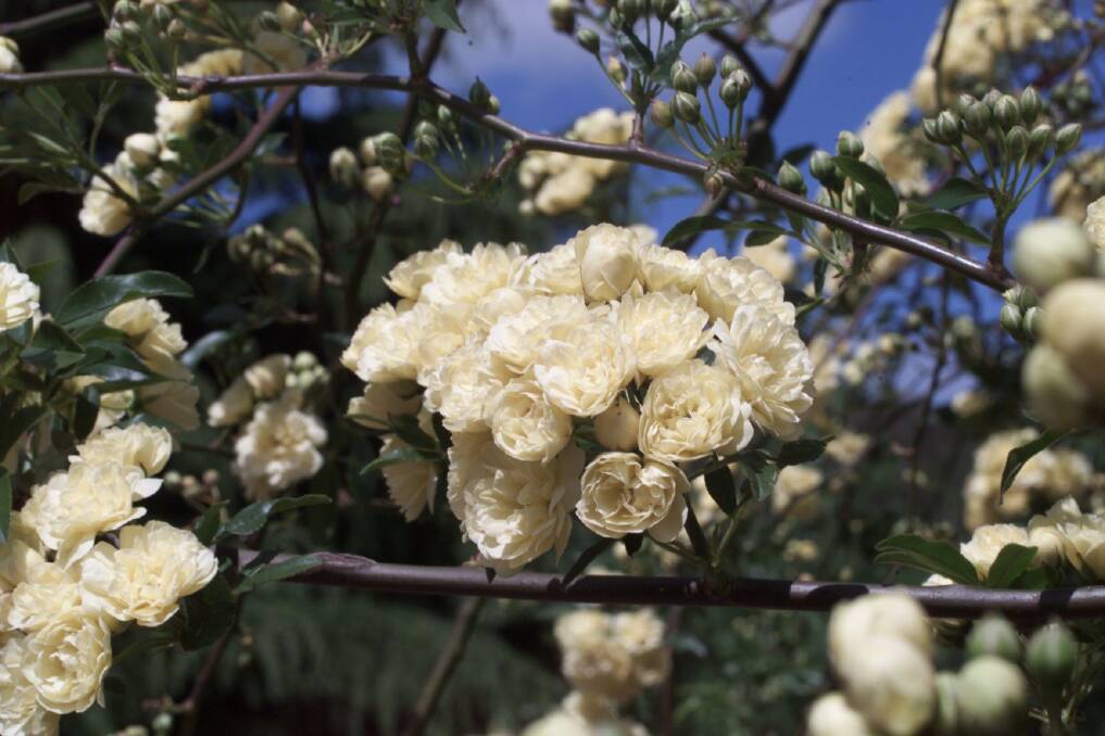 Be patient with your banksia rose– it's taken a quarter of a century for ours to climb so high. Photo: Sahlan Hayes