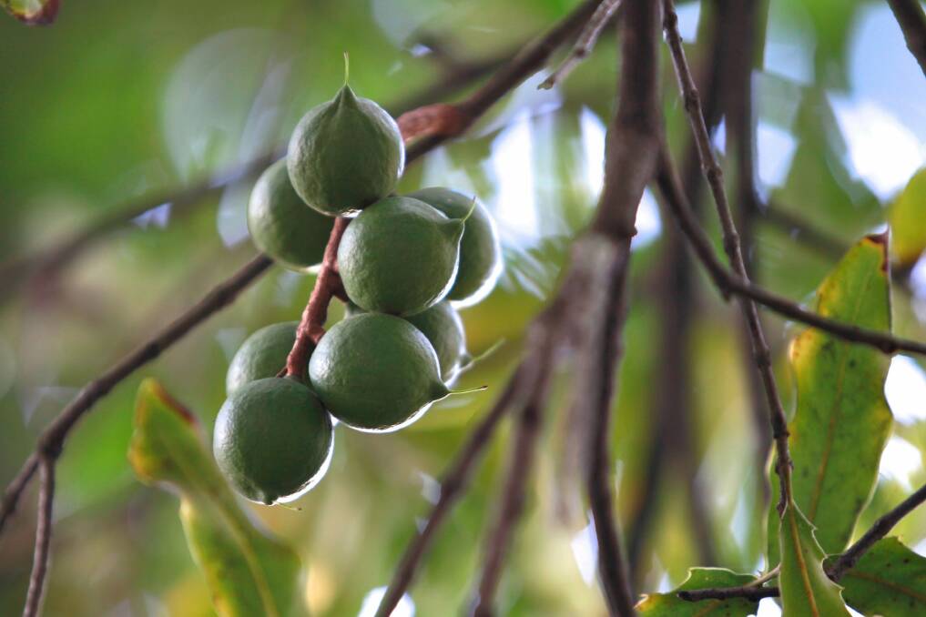I planted the macadamia seedling expecting it to die. And then it didn't. Photo: Eddie Jim 