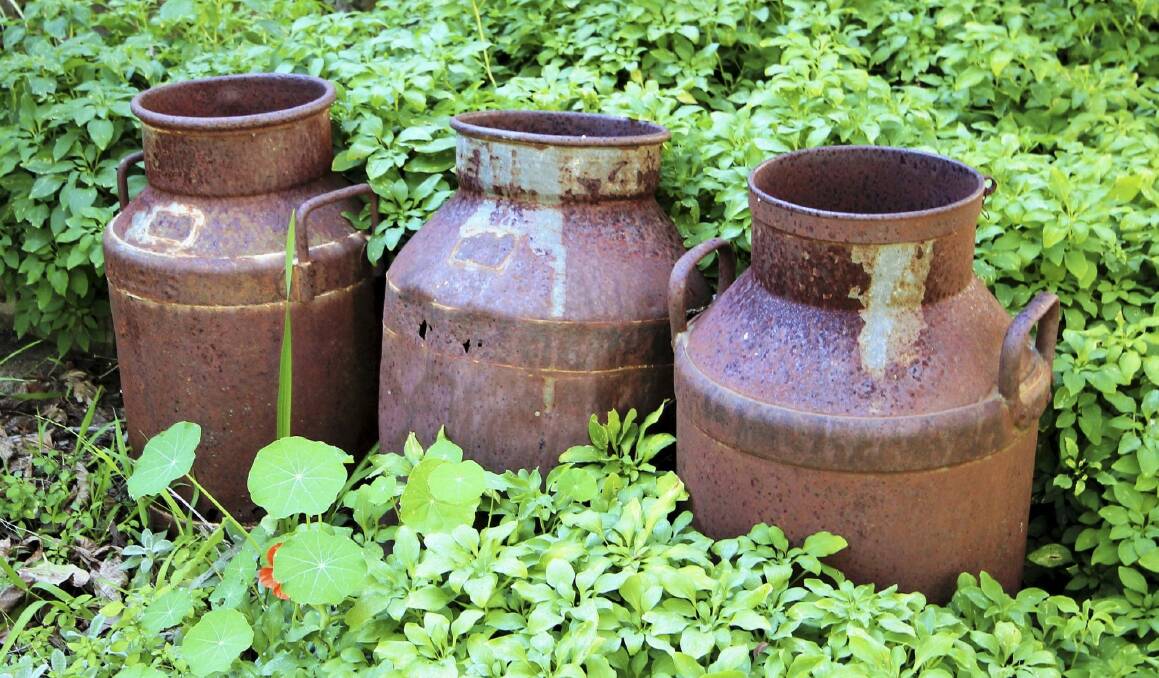 Old milk cans in the expansive gardens of Bimbimbi House. Photo: Dave Moore