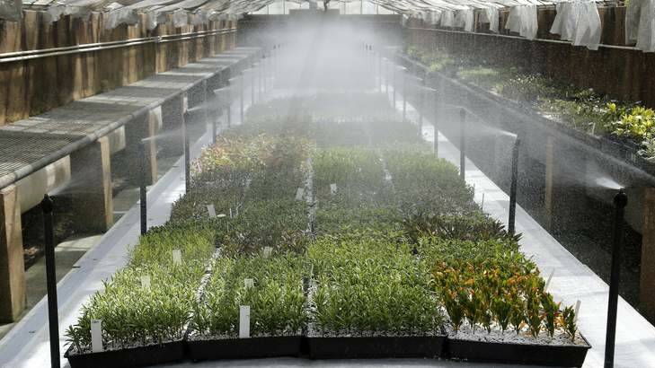 One of the mist propagation rooms at the Yarralumla Nursery. Photo: Jeffrey Chan