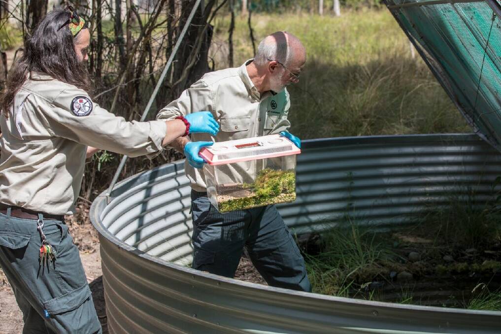 Jenny Pierson and Murray Evans deliver the frogs to their new home Photo: Peter Taylor, Threatened Species Recovery Hub